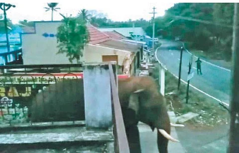 தேக்கம்பட்டி கிராமக் குடியிருப்பில் உலவி வரும் ஒற்றை காட்டு யானை.