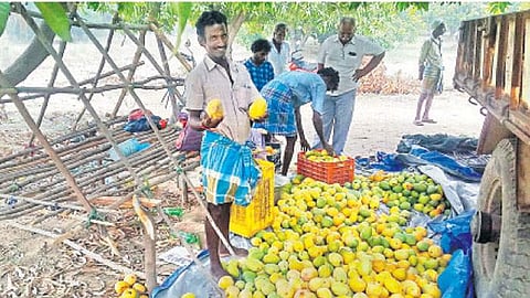 விளைச்சல் இருந்தும் வீழ்ச்சி ஏன்?