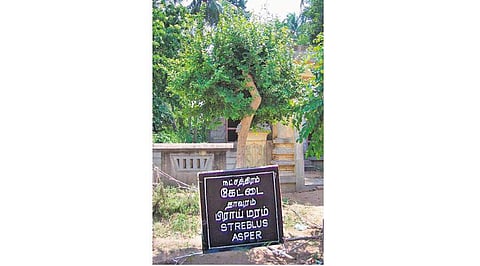 மரங்களின் வரங்கள்!: புற்றுநோய் தீர்க்கும் - பிராய் மரம்