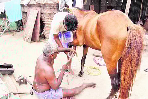 கால்நடைகள் குறைந்து வருவதால் நவடைந்து வரும் லாடம் கட்டும் தொழில்