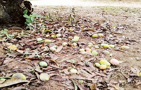 வறட்சியால் மா விளைச்சல் கடும் பாதிப்பு: மரங்கள் காய்ந்து கருகின