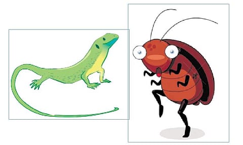 கரப்பான் பூச்சியின் கேள்வியும் பல்லியின் பதிலும்!