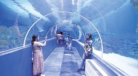 அசர வைக்கும் ஆழ்கடல் அற்புதங்கள்