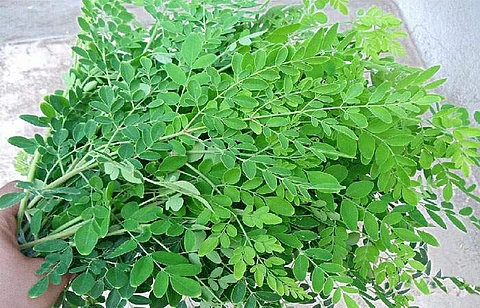 முருங்கைக் கீரையின் சத்துகளும், மருத்துவப் பயன்களும்