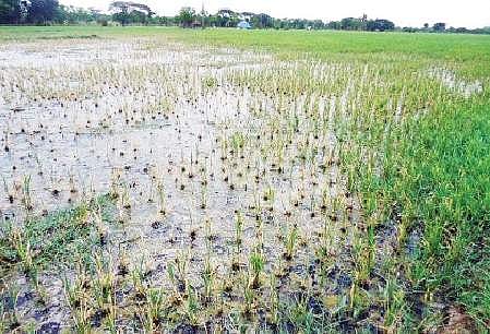 உப்பாக மாறிய தண்ணீரால் கருகும் நெல் பயிர்கள்!