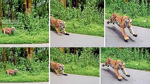 டூவிலரில் சென்றவர்களை விரட்டிச் சென்று மறைந்த புலி! வைரல் விடியோ