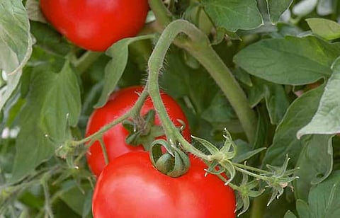 தக்காளியில் நூற்புழு மேலாண்மை