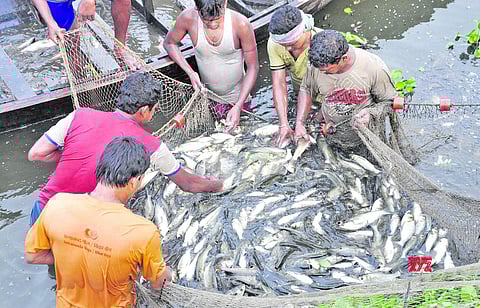 கடல் மீன் உற்பத்தி 9 சதவீதம் சரிவு