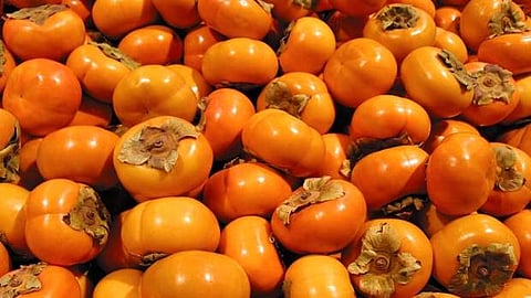 குன்னூர் சிம்ஸ் பூங்காவில் பெர்சிமன் பழ சீசன் துவக்கம்