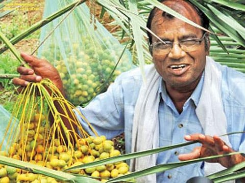 வறண்ட விதர்பாவில் பேரீச்சம் பழ புரட்சி!