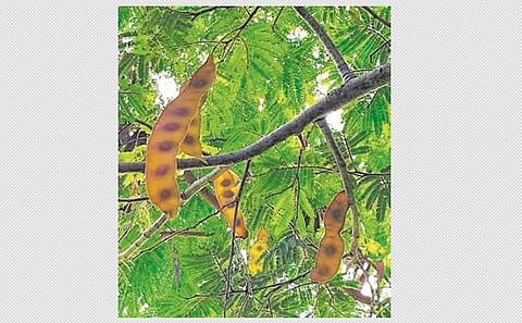 இயற்கையின் நுரை வளம் உசிலை மரம்