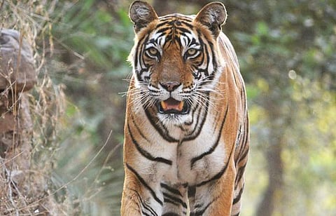 புலி எப்போது வேட்டையாடும்?