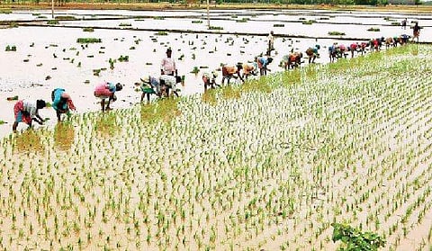 குறுவை சிறப்பு தொகுப்புத் திட்டம்: விவசாயிகள் ஏமாற்றம்