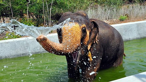 குளியல் போடும் குட்டி யானை.