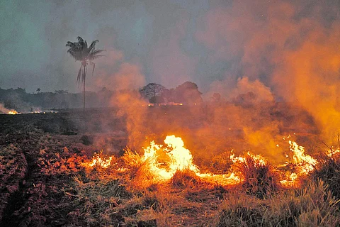 அமேசான் மழைக்காடுகளைப் பாதுகாக்க 5 மில்லியன் டாலர் வழங்கிய பிரபல ஹாலிவுட் நடிகர்