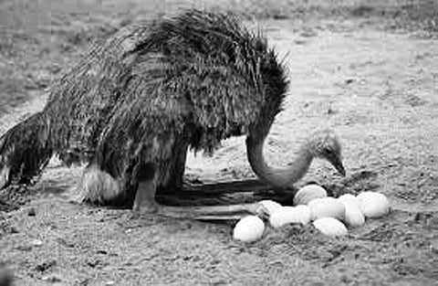 அங்கிள் ஆன்டெனா