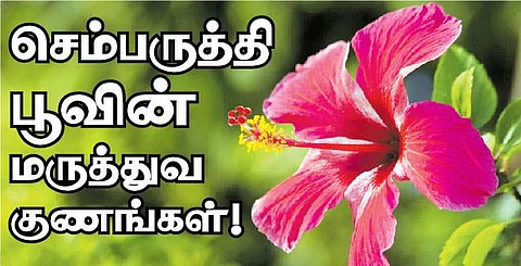 செம்பருத்தி பூவின் மருத்துவ குணங்கள்!