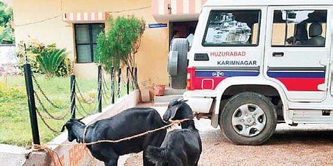காவல்நிலையத்தில் ஆடுகள்