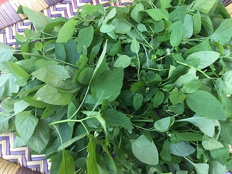 மணத்தக்காளிக் கீரை