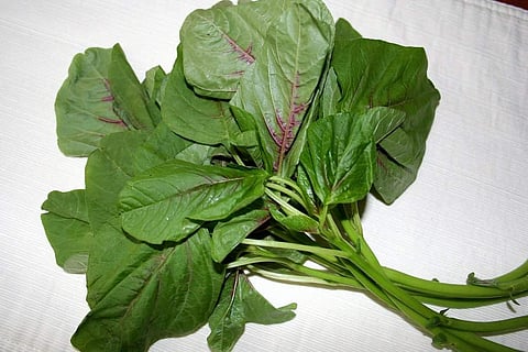முளைக்கீரை