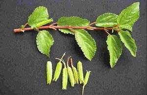 பிண்ணாக்குக் கீரை