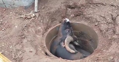 செப்டிக் டேங்கிற்காக வெட்டப்பட்ட குழியில் விழுந்த காட்டெருமை