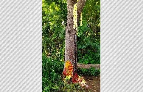 வடக்குப்பட்டு பகுதியில் பால் வடியும் வேப்பமரம்