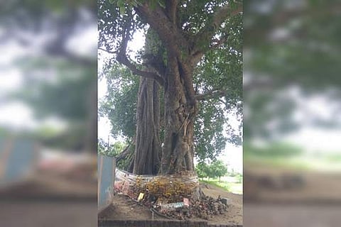 செஞ்சியில் அதிசயம்! விழுதுகள் இல்லாத ஆலமரம்!