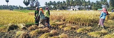 விவசாயி மணி நிலத்திலிருந்து நெற் பயிா்களை அறுவடை செய்த விவசாய கூலித் தொழிலாளா்கள்.