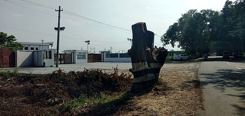 கோவில்பாளையம் அருகே திருமண மண்டபம் முன் வெட்டப்பட்டுள்ள நெடுஞ்சாலைத் துறைக்குச் சொந்தமான புளியமரம்.