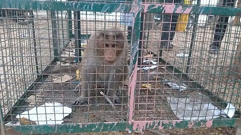 குரங்கு ராஜா