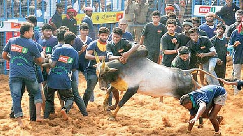 ஜல்லிக்கட்டில் காளையை அடக்க முயலும் வீரர்கள்.