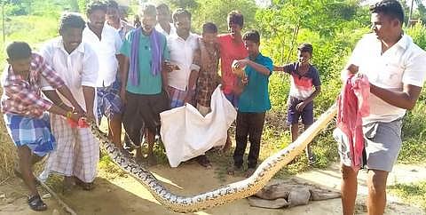 பிடிபட்ட மலைப்பாம்புடன் அப்பகுதி இளைஞா்கள்.