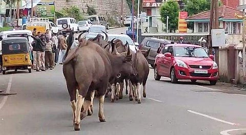குன்னூரில் வாக்கு எண்ணும் மையத்தின் அருகே காட்டெருமை புகுந்ததால் பரபரப்பு