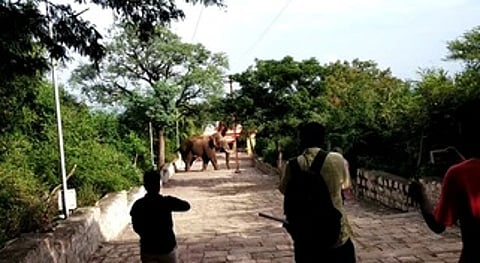 மருதமலை கோயில் நடைபாதையில் நடமாடிய ஒற்றை காட்டு யானை.