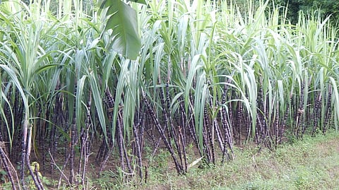 ஆலங்காடு பகுதியில் அறுவடைக்குத் தயாா் நிலையில் உள்ள செங்கரும்புகள்