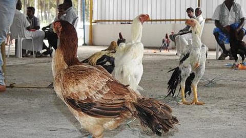 வெயிலின் தாக்கம் அதிகரிப்பால் கோழிகளுக்கு வெப்ப அயற்சி ஏற்பட வாய்ப்பு: வானிலை ஆய்வு மையம்