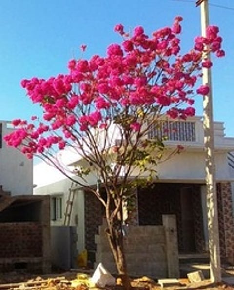 வாழப்பாடி சக்தி காா்டன் குடியிருப்புப் பகுதியில் பூத்துக் குலுங்கும் வசந்தராணி பூக்கள்.