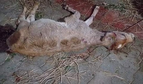 துறையூர் கோயில் கோசாலைக்குள் வெறிநாய்கள் அட்டகாசம்: பசுங்கன்று உயிருக்குப் போராட்டம்