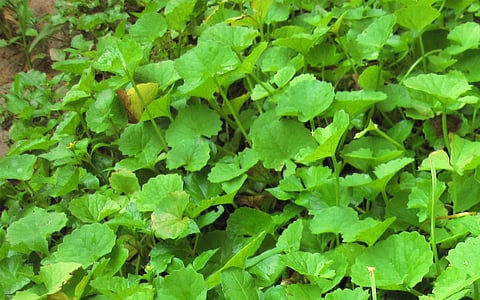 வல்லாரை கீரை (கோப்புப்படம்)