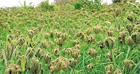 கொல்லிமலை பகுதியில்பாரம்பரிய சிறுதானியம் கேழ்வரகு சாகுபடி.