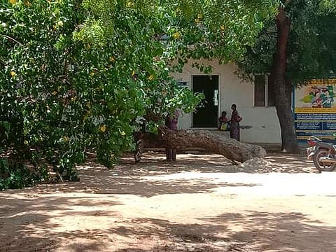 மானாமதுரை அரசு மருத்துவமனையில் 30 ஆண்டுகள் பழமையான மரம் சாய்ந்து விழுந்தது.