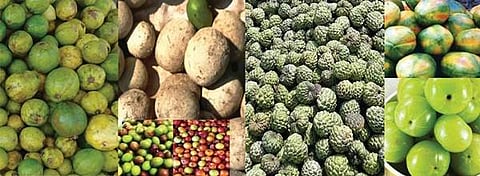 வாழப்பாடியில் அமோகமாக விற்பனையாகும் மருத்துவ குணம் கொண்ட உள்ளூரில் விளையும் நாட்டுரக பழங்கள்.