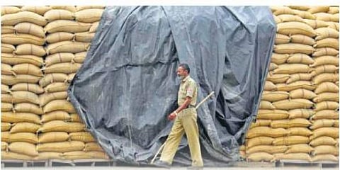 உணவு தானியங்கள்