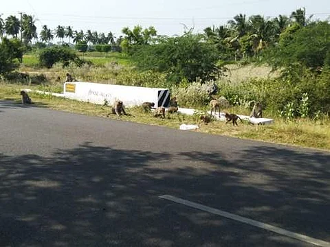 புலிவலம் வன சாலையில் ஆபத்தை உணராமல் உலாவும் குரங்குகள்