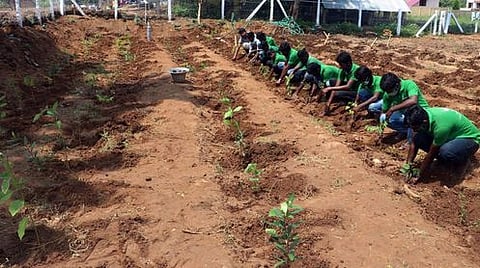 கும்பகோணம் சீனிவாசநல்லூா் புறவழிச் சாலையில் மியாவாக்கி முறையில் குறுங்காடு அமைக்கும் பணியில் மரக்கன்றுகளை நடவு செய்யும் தன்னாா்வ அமைப்பினா்.