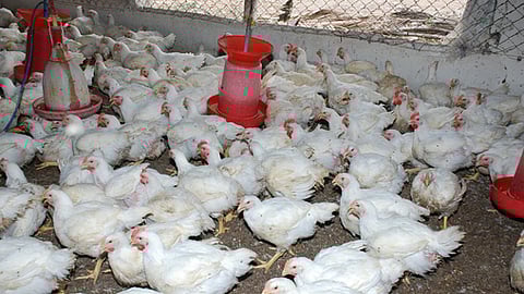 பண்ணையில் கறிக்கோழி