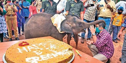 கேரளத்தில் கேக் வெட்டி பிறந்தநாள் கொண்டாடிய ஸ்ரீகுட்டி யானை