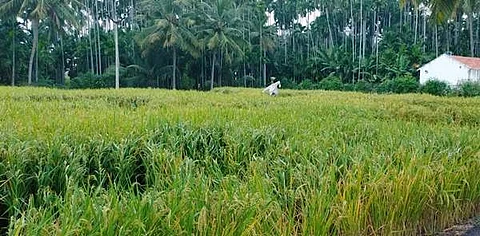 வாழப்பாடி கிழக்குக்காடு பகுதியில் பயிரிடப்பட்டுள்ள நெல் வயல்.