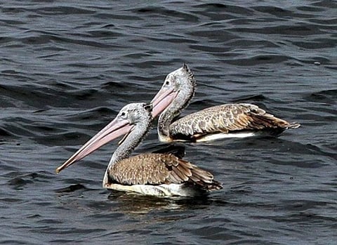 வையாவூா் ஏரியில் காணப்படும் வெளிநாட்டுப் பறவைகள்.